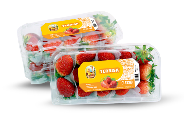 TERRISA Classic Korean Strawberries