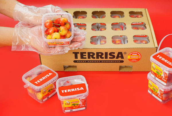 TERRISA Special Rainier U.S.A. Cherries