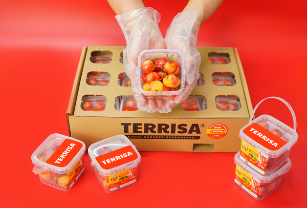 TERRISA Special Rainier U.S.A. Cherries