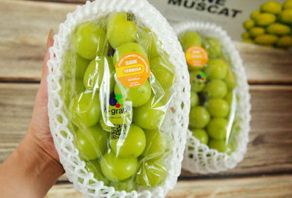 TERRISA Classic Shine Muscat Korean Grapes
