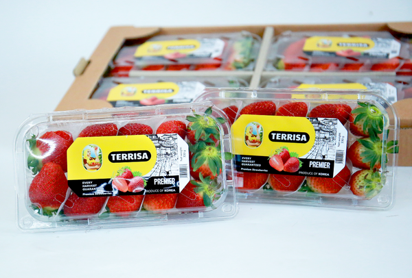 TERRISA Premier Korean Strawberries