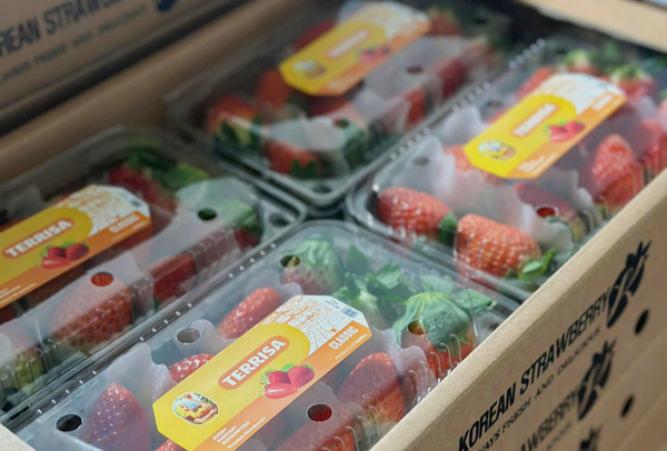 TERRISA Classic Korean Strawberries