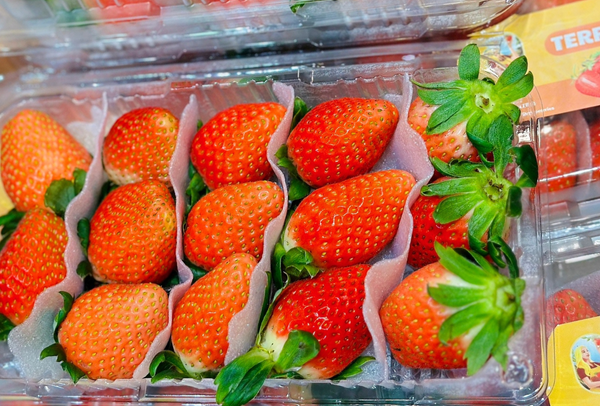 TERRISA Classic Korean Strawberries