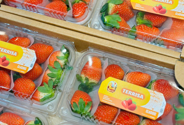 TERRISA Classic Korean Strawberries