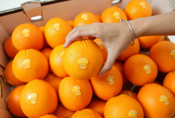 TERRISA Special Cara Cara Australian Oranges