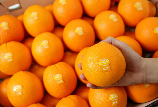TERRISA Special Cara Cara Australian Oranges
