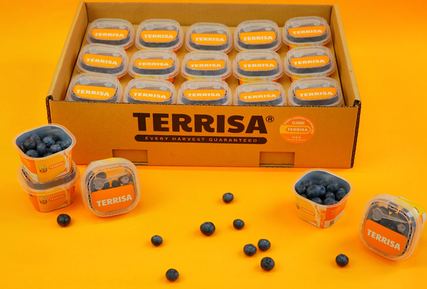 TERRISA Classic U.S.A. Blueberries