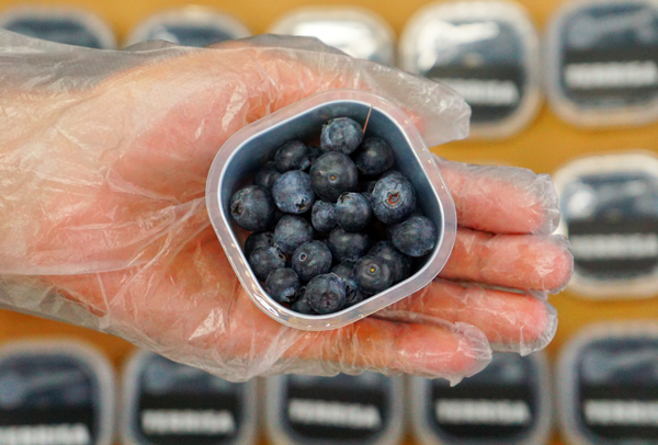 TERRISA Premier U.S.A. Blueberries
