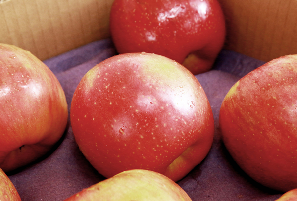TERRISA Special EverCrisp U.S.A. Apples