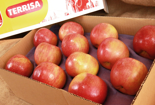 TERRISA Special EverCrisp U.S.A. Apples