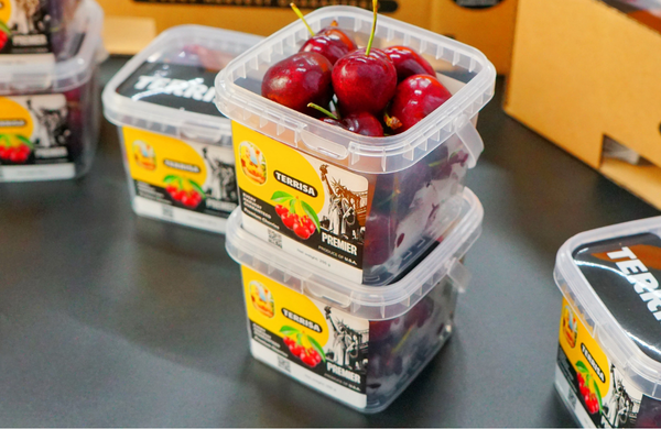 TERRISA Premier U.S.A. Blueberries