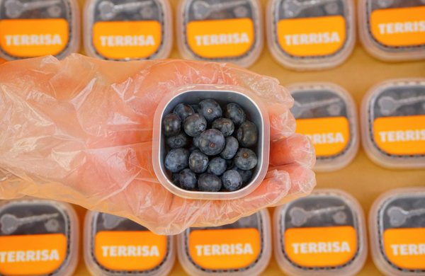 TERRISA Classic U.S.A. Blueberries