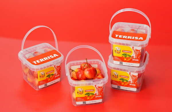 TERRISA Special Rainier U.S.A. Cherries