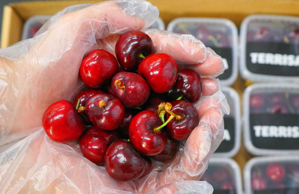 TERRISA Premier U.S.A. Cherries