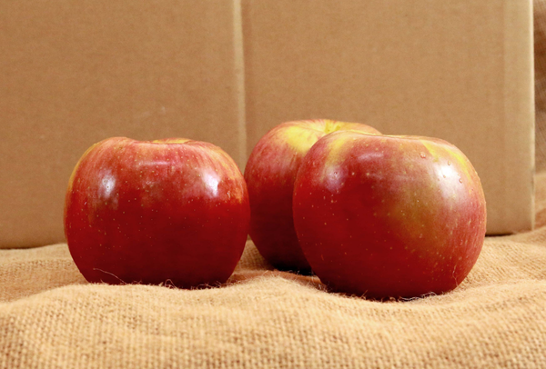 TERRISA Special EverCrisp U.S.A. Apples