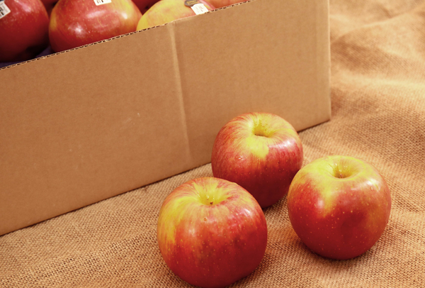 TERRISA Special EverCrisp U.S.A. Apples