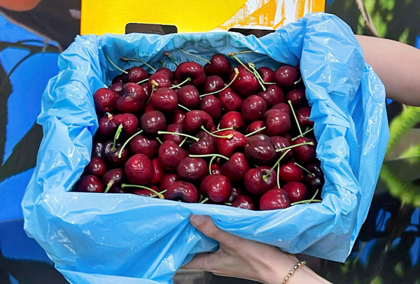 TERRISA Classic U.S.A. Cherries 2.5 kg