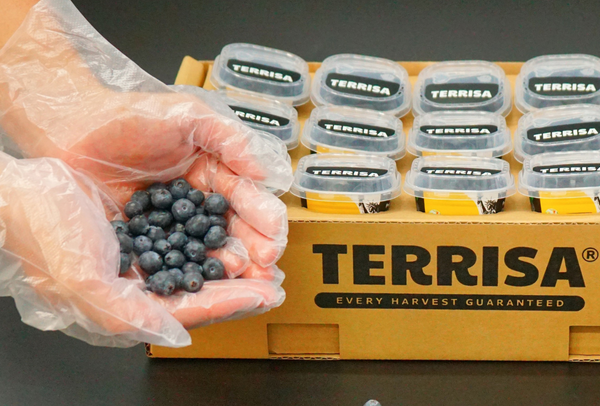 TERRISA Premier U.S.A. Blueberries