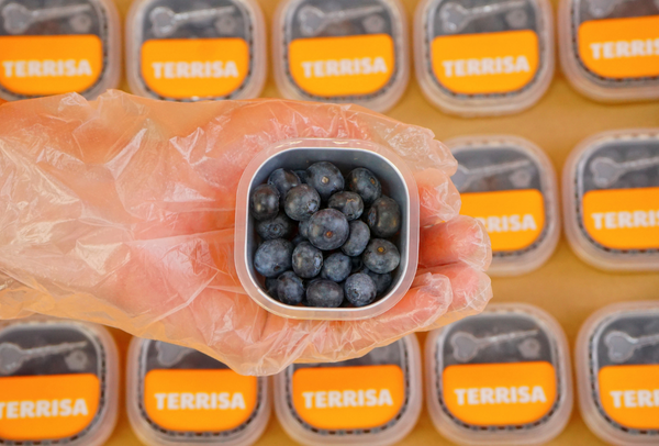 TERRISA Classic U.S.A. Blueberries