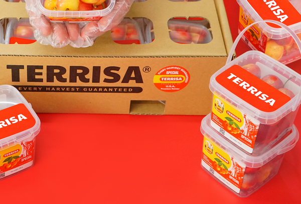 TERRISA Special Rainier U.S.A. Cherries