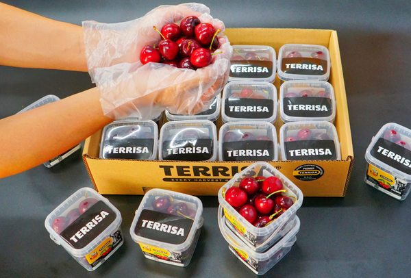 TERRISA Premier U.S.A. Cherries
