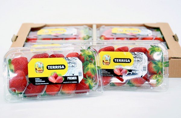 TERRISA Premier Korean Strawberries