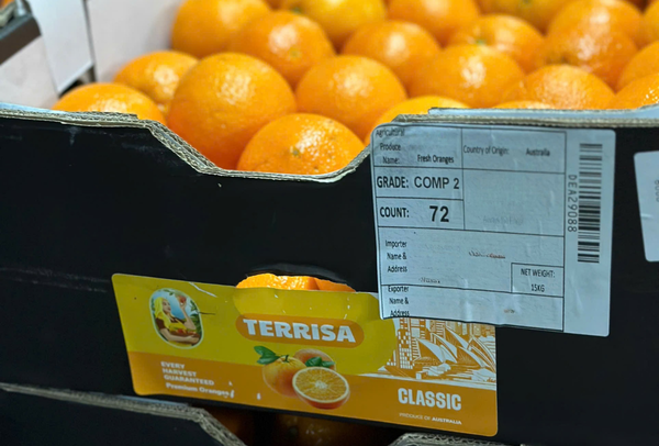 TERRISA Classic Australian Oranges