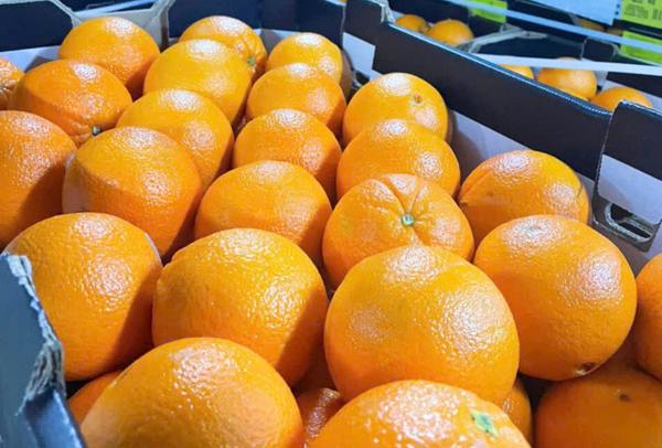 TERRISA Classic Australian Oranges