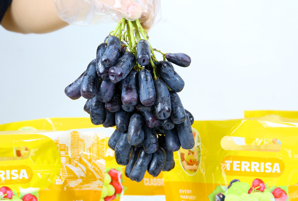 TERRISA Classic Sweet Sapphire Australia Grapes